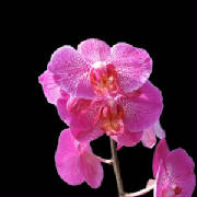orchid.jpg