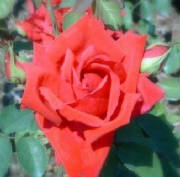 rose.jpg